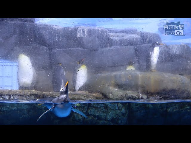10分】休園中の水族館で過ごすペンギンたち【八景島シーパラダイス