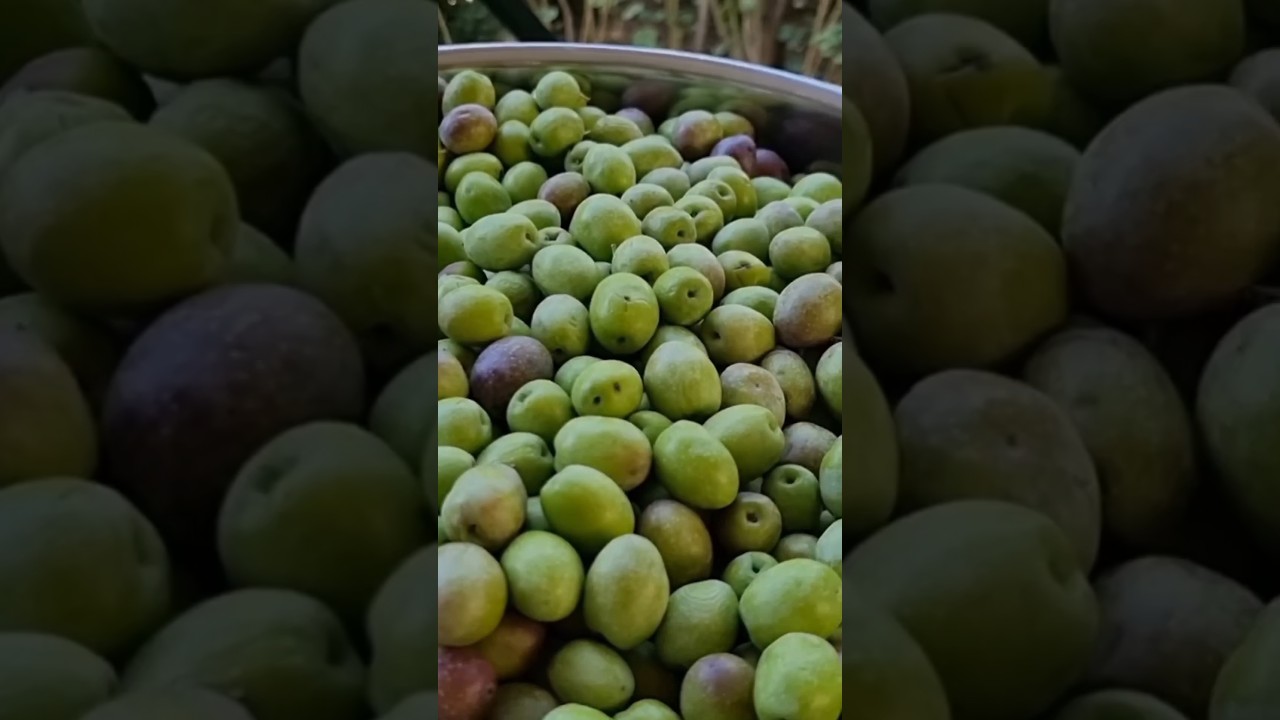 En Lezzetli Ve Garanti Zeytin Yapımı #yeşil #pratiktarifler #keşfet #yemektarifleri#zeytin