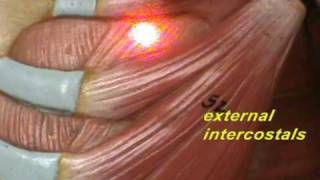 Little Man Model - Muscles of Chest Region.avi