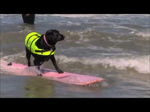 Video: Los Perros De Surf Se Cuelgan Diez Para El Tercer Campeonato Anual De Surf De Perros Del Mundo De Norcal