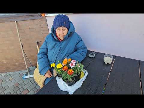 Купил цветы чернобривцы.