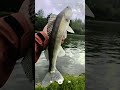 Zander on crankbait · Brussels Kanaal after-work 🇧🇪 #Shorts