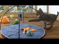 Bobcat Kitten Zoomies - Part 2