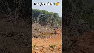 Mangrove forest 🤔😮 #mangrove #mangrove_forest #botany #plants #study #newtopic #studytips #reel #fyp