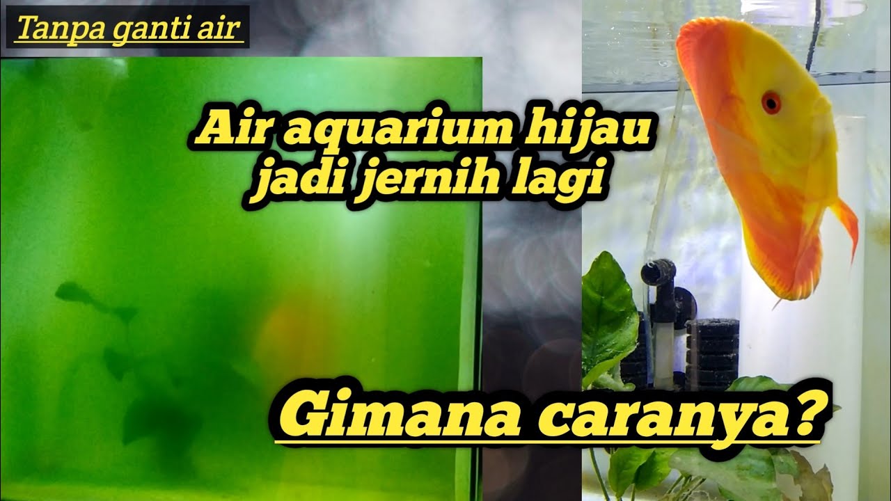 Cara menjernihkan air aquarium yang hijau