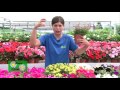 Petunias, surfinias y estevia