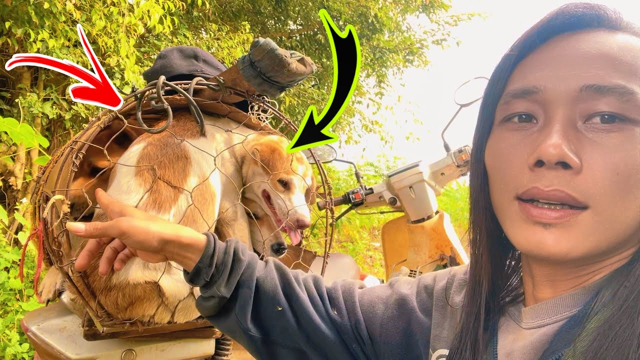 Chó Săn Đa Năng Tái Xuất: Bắt Rắn, Đuổi Chồn, Săn Sóc Sau 1 Tháng Rời Đàn