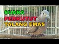 SUARA PERKUTUT TALANG EMAS, BAGUS BUAT PIKAT