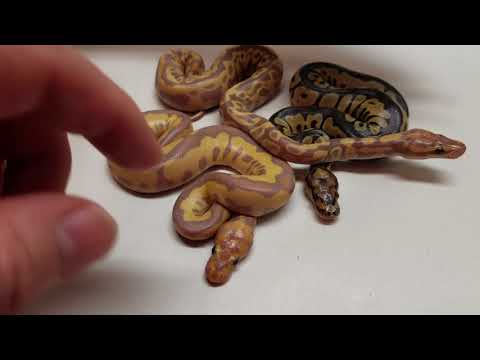 2018 Clutch 34 update Banana Blade Clown x Leopard Lesser