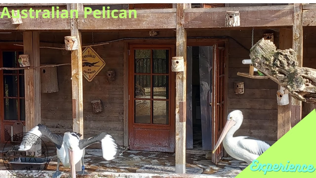 Feeding Moment: Australian Pelican - Pairi Daiza