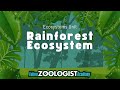 Rainforest Ecosystem Quiz
