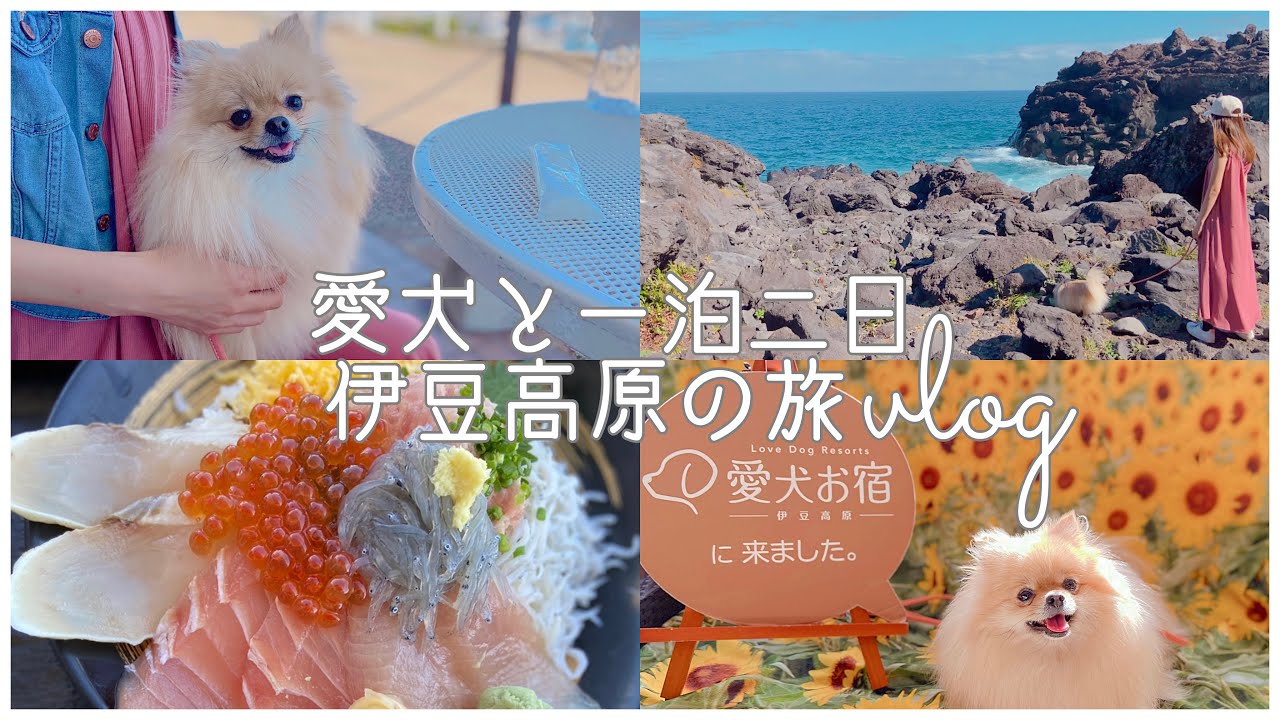 【vlog】愛犬ポメラニアンと伊豆高原の旅 / 城ヶ崎海岸 / 愛犬お宿 / 愛犬の駅
