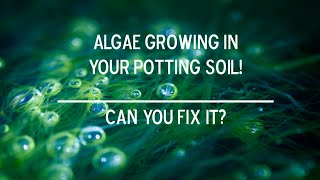 Algae in your Potting Soil | Can You Fix It?