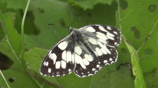 Marbled White.