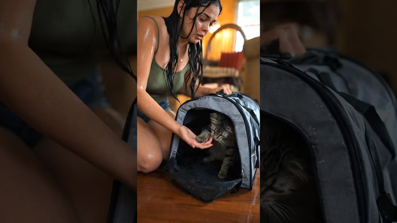 Cat Rescue Hope Lives 🐱 