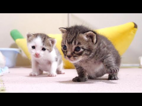 The kittens were chattering in cute voices. [Please turn on