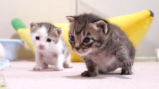 The kittens were chattering in cute voices. [Please turn on