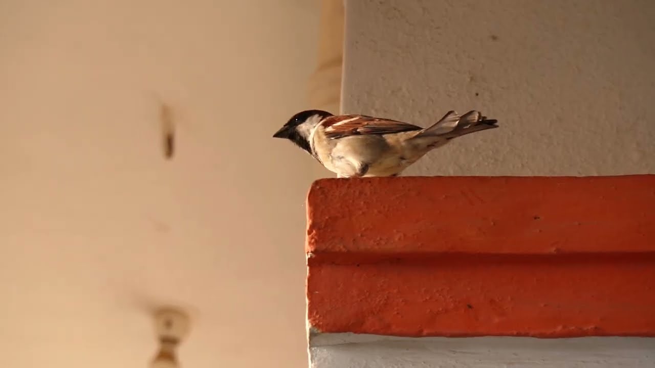 Beautiful Sparrow - Home Sparrow Playing with Wonderful  Bird Sounds ASMR