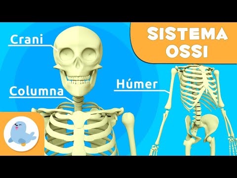 Vídeo: En els ossos del cos humà?