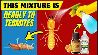 Homemade Termite Spray That Actually Works🏠🐜Natural Termite Control