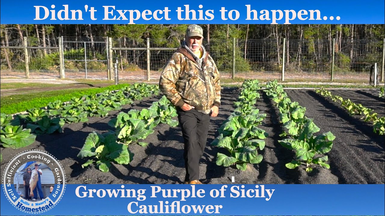Growing Cauliflower | THIS CAN HAPPEN TO YOU TOO!