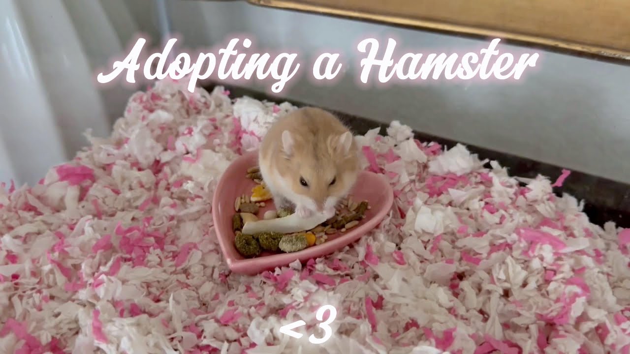 getting a hamster