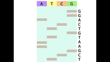 Sanger Sequencing Simulation Walk Through