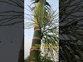 Video slow motion with flowers
