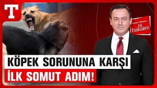 #CANLI | Sokak Köpeği Saldırılarını Önleyecek Karar! İlk Somut Adım Kocaeli Valiliği&#39;nden Geldi