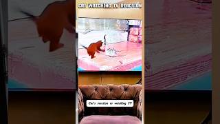 Gatitos reaccionando a la TV