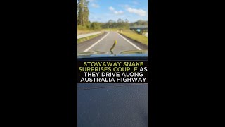 Stowaway snake surprises couple as they drive along New South Wales highway