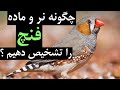 چگونه نر و ماده فنچ را تشخیص دهیم ؟