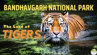 Bandhavgarh National Park/ Tiger Reserve :- The Land of Tigers  #tiger  #bandhavgarhnationalpark