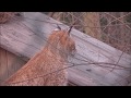 Luchs | Tiergarten Schönbrunn | Tiervideo