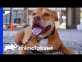 Krunch Says Goodbye To Villalobos After Over 7 Years! | Pit Bulls & Parolees