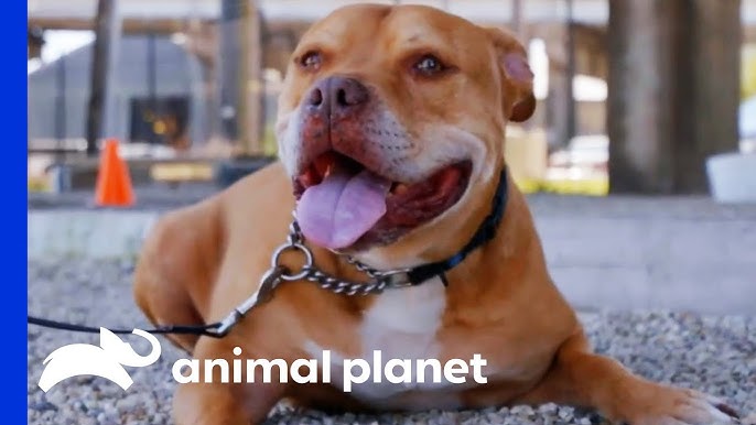 Pit Bulls and Parolees' shines light on dogs in New Orleans
