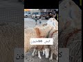 كباش العيد 20 مليون في سوق طولقة ولاية بسكرة #عيد_الأضحى_2026