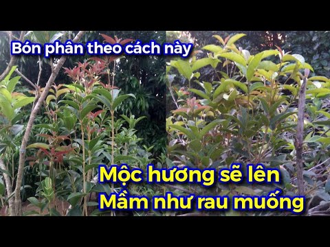 Hướng dẫn bón phân để mộc hương lên mầm như rau muống