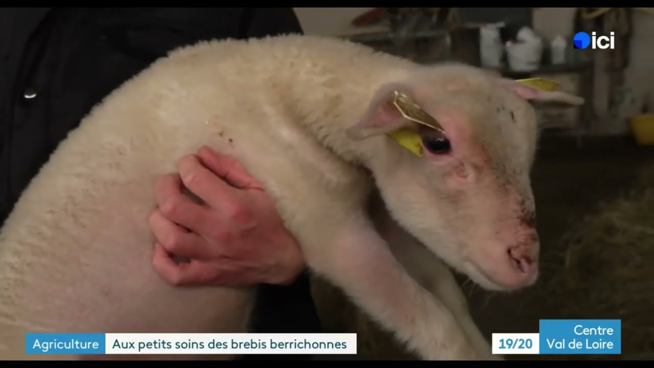 FR 3 - Berrichonnes de l'Indre