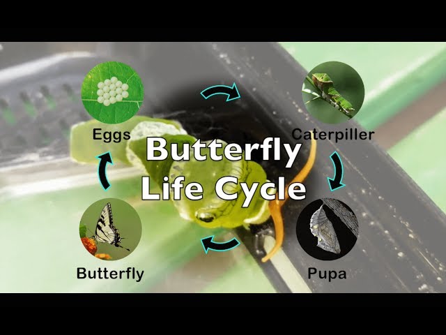 How Does a Caterpillar Turn into a Butterfly? Daily Observation of Butterfly Life Cycle