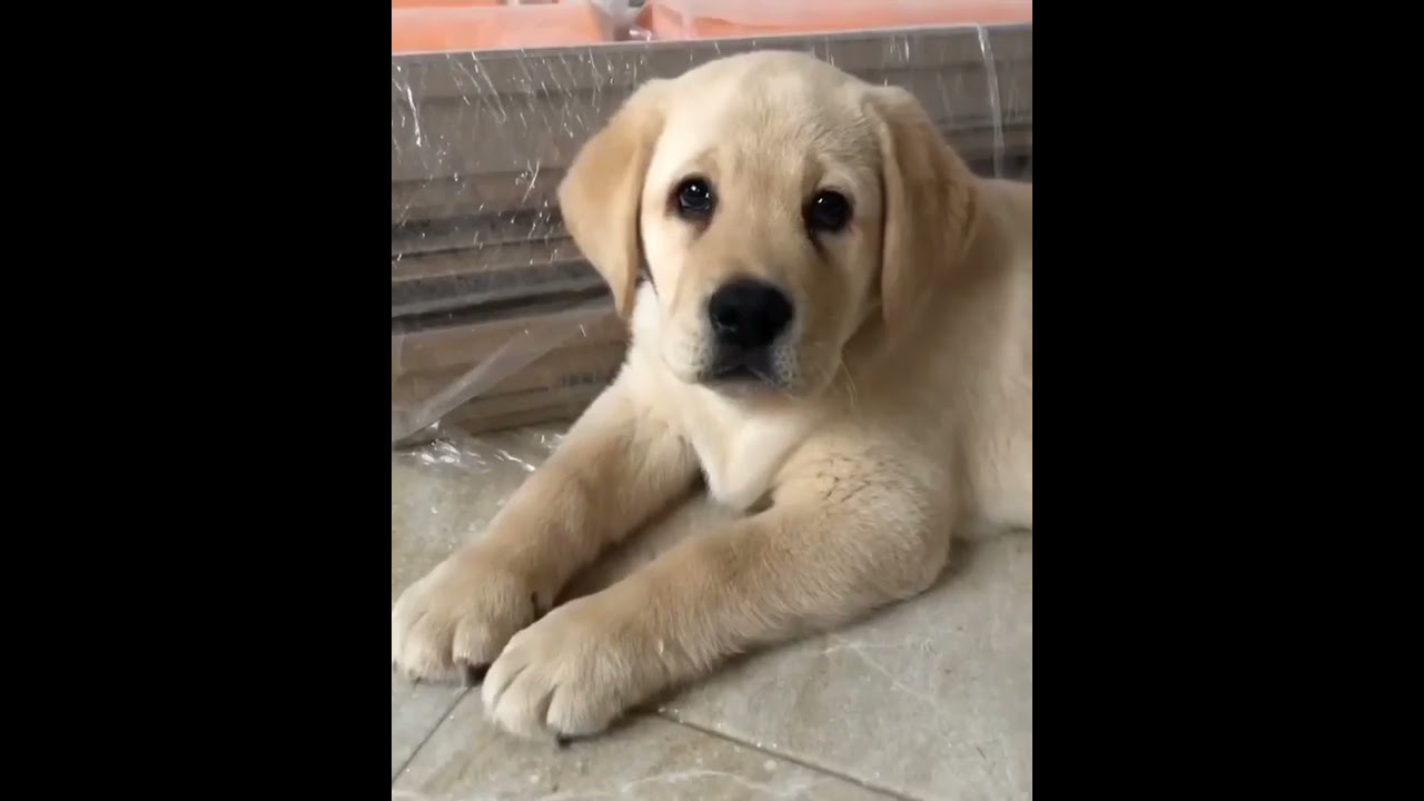 His paws adorable😍 | His ears adorable😍 | his face adorable😍 | His intelligent okay😂😂