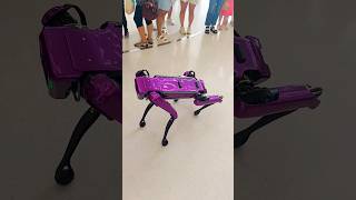 Dubai Museum Of Future  Robotic Dog 