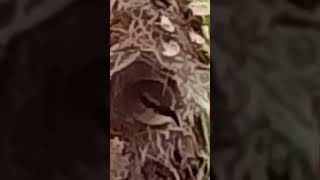 House#ytshorts #house sparrow#birds #birds #🐦⬛🐦