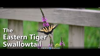 The Eastern Tiger Swallowtail - Shot on Nikon Z6 @ 120fps 2.35:1