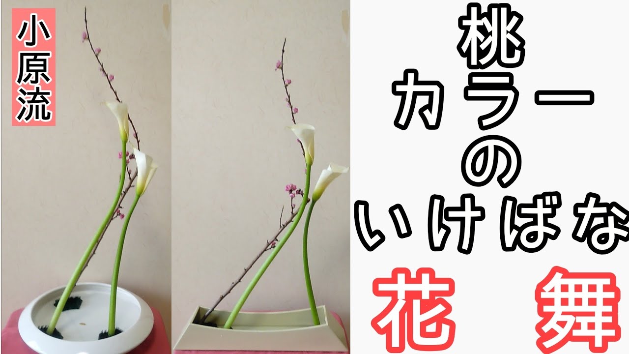いけばな小原流　花舞　桃　カラー　 始めよういけばな レッスン！