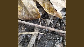 Download Lagu Semangat Terus Pokoknya MP3