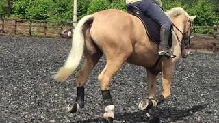 Bailey flatwork