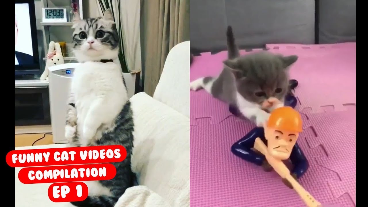 Funny Cat Videos Try Not to Laugh or Grin Ep 1