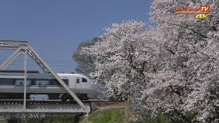 [4K60P]681系 特急しらさぎ60号　桜のある風景