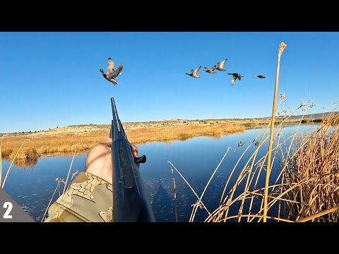 CALIFORNIA Duck Opener 2024 | Public Land Duck Hunting